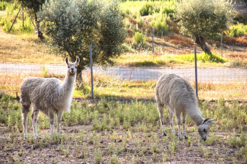 Review: Riva Bella in Corsica, France